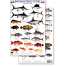 Panama Sport Fish (Laminated 2-Sided Card)