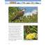 Discover Great National Parks: The Everglades - Book