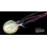 Planktonia: The Nightly Migration of the Ocean's Smallest Creatures - Book