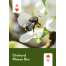 Pollinators of North America Deck: 52 Playing Cards