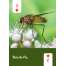 Pollinators of North America Deck: 52 Playing Cards