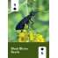 Pollinators of North America Deck: 52 Playing Cards