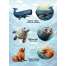 Pacific Northwest Marine Animal - Sticker Book