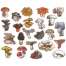 Mushrooms of the Pacific Northwest - Sticker Book