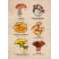 Mushrooms of the Pacific Northwest - Sticker Book