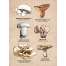 Mushrooms of the Pacific Northwest - Sticker Book