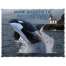 Marine Wildlife of the Pacific Northwest 2025 Calendar