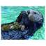 Marine Wildlife of the Pacific Northwest 2025 Calendar