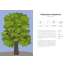 Arborama: The Marvelous World of Trees - Book