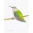 The Backyard Bird Chronicles - Book