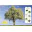 Ultimate Sticker Book Trees and Leaves - Book