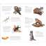 Wild, Wonderful Tattoo Woodland Animals: 60 Temporary Tattoos That Teach - Book