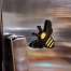 Bee - Magnet