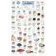 Northwest Coastal Invertebrates   (Laminated 2-Sided Card)