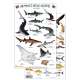 Hawaii Reef Fish Field Guide #2 (Laminated 2-Sided Card)