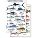 Mexico: Caribbean Sport Fish (Laminated 2-Sided Card)