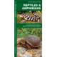 Reptiles & Amphibians