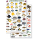 Hawaii Reef Fish #1 (Laminated 2-Sided Card)