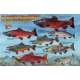 Pacific Northwest Salmon Lifecycle & Identification LAMINATED CARD