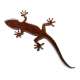 Gecko MAGNET