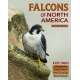 Falcons of North America