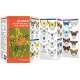 Alaska Butterflies & Pollinators: A Folding Pocket Guide to Familiar Species