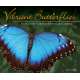 Vibrant Butterflies: Our Favorite Visitors to Flowers and Gardens