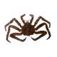 King Crab v2 MAGNET