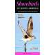 Shorebirds of North America