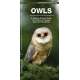 Owls: A Folding Pocket Guide to Familiar Species Worldwide