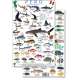 Peru Reef Fish Guide (Laminated 2-Sided Card)