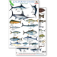 California Coast Field Guide: Sportfish