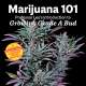 Marijuana 101: Professor Lee's Introduction to Growing Grade A Bud
