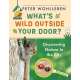 What'sWild Outside Your Door?: Discovering Nature In The City - Book