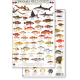 Panama Field Guide, Caribbean Reef Fish (Laminated 2-Sided Card)