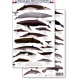 Panama Marine Mammals (Laminated 2-Sided Card)