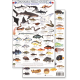 Panama Pacific Reef Fish (Laminated 2-Sided Card)