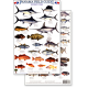 Panama Sport Fish (Laminated 2-Sided Card)