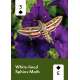 Pollinators of North America Playing Cards - Book - Paracay