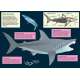 Shark-book-paracay