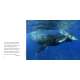 The Sea - Book - Paracay