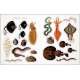 The Seashore Sticker Anthology - Book - Paracay