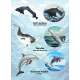Pacific Northwest Marine Animal - Sticker Book