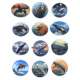 Pacific Northwest Marine Animal - Sticker Book