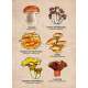 Mushrooms of the Redwood Region - Sticker Book - Paracay