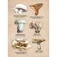 Mushrooms of the Redwood Region - Sticker Book - Paracay