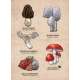 Mushrooms of the Pacific Northwest - Sticker Book - ParacayMushrooms of the Pacific Northwest - Sticker Book - Paracay