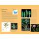 Edible Wild Plants, Volume 2 - Book - Paracay
