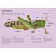 Insectorama: The Marvelous World Of Insects  - Book - Paracay