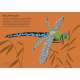Insectorama: The Marvelous World Of Insects  - Book - Paracay